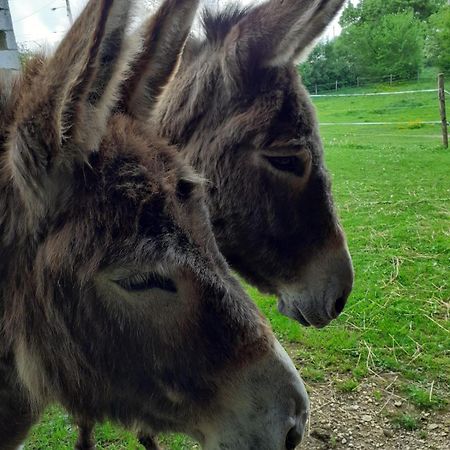 Gite Aux Anes Avec Spa Menetou-Ratel Eksteriør billede