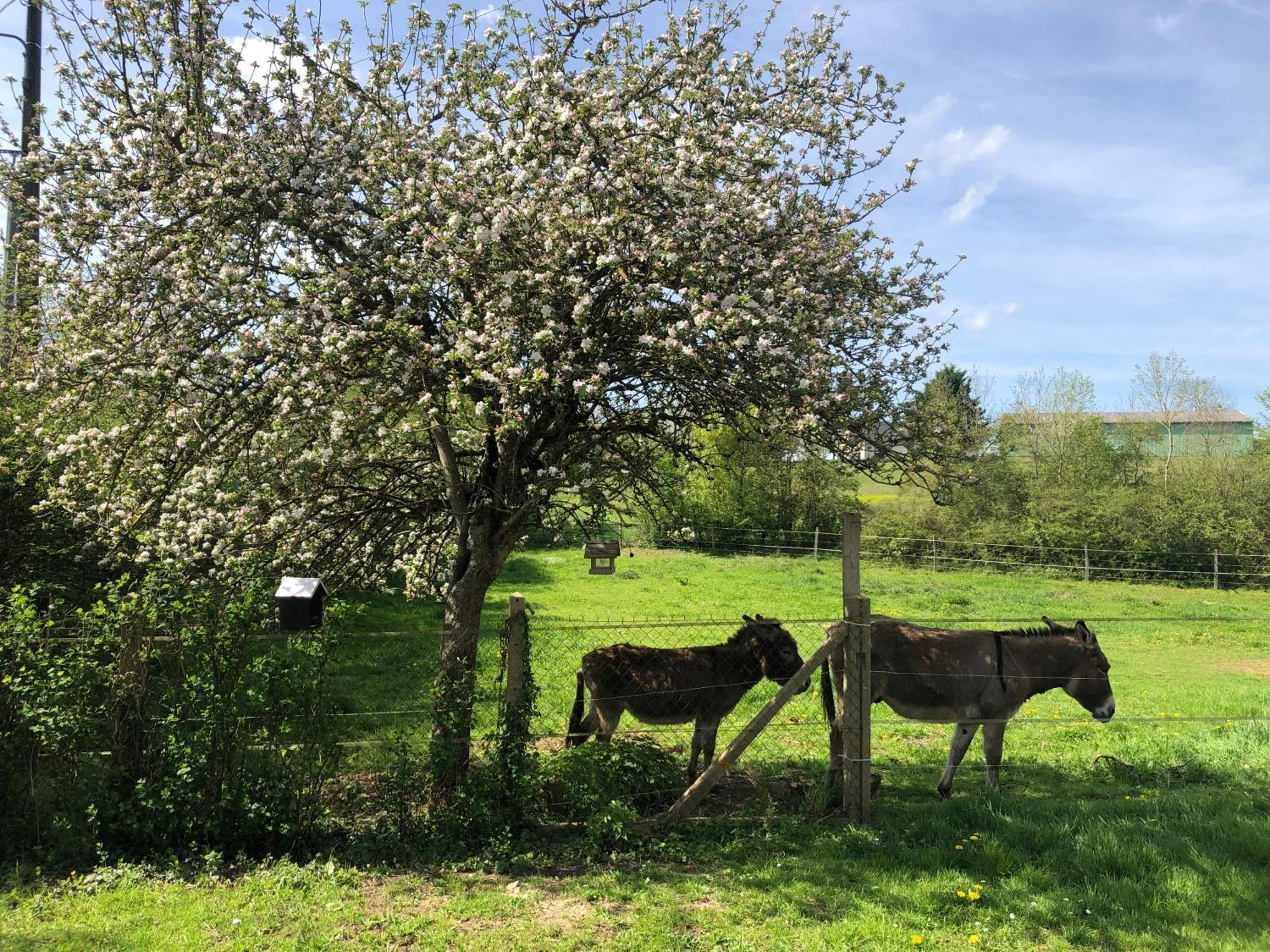 Gite Aux Anes Avec Spa Menetou-Ratel Eksteriør billede