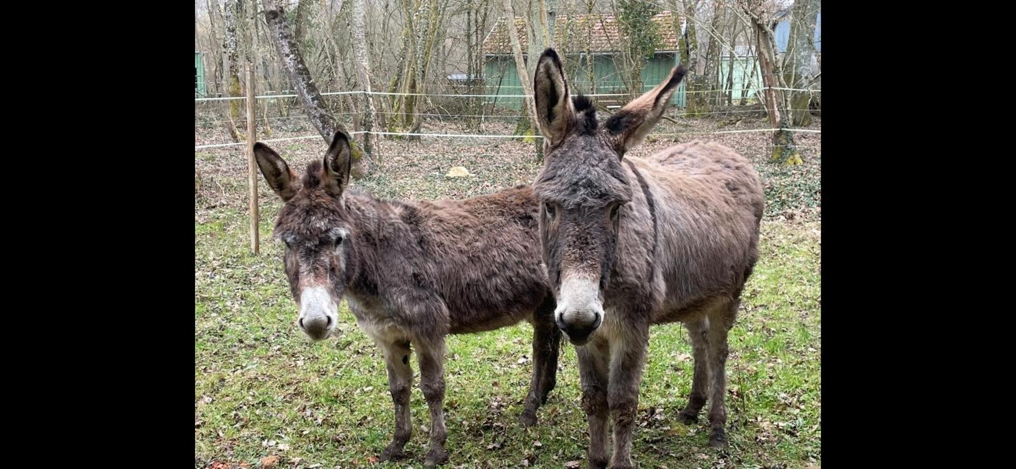 Gite Aux Anes Avec Spa Menetou-Ratel Eksteriør billede